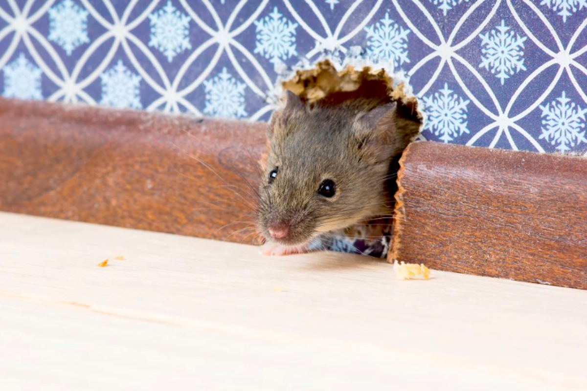 Ilustrasi tikus di rumah