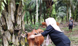 Petugas Dinas Ketahanan Pangan dan Pertanian Kota Bengkulu