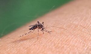 Ilustrasi nyamuk aedes aegypti demam berdarah