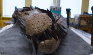 Ahli Paleontologi Temukan Tengkorak