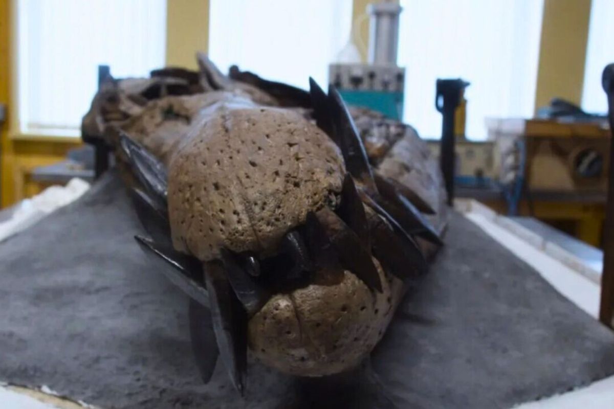 Ahli Paleontologi Temukan Tengkorak