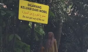 Pengunjung keluar dari mobil di Taman Safari Indonesia