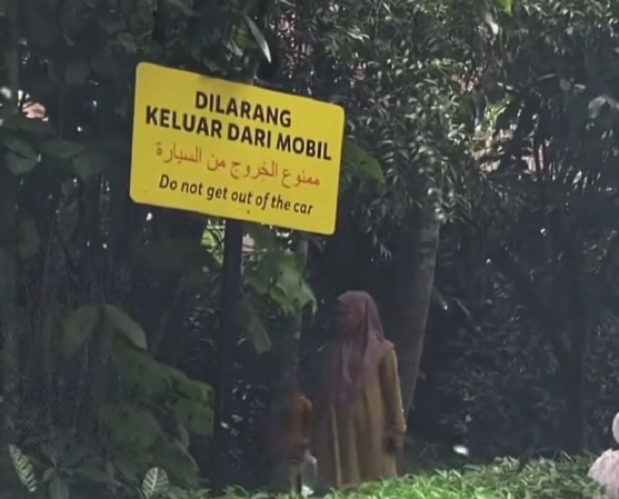 Pengunjung keluar dari mobil di Taman Safari Indonesia