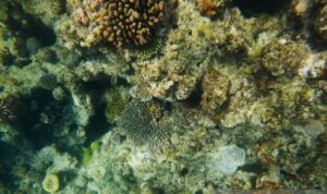 Great Barrier Reef di Queensland, Australia,