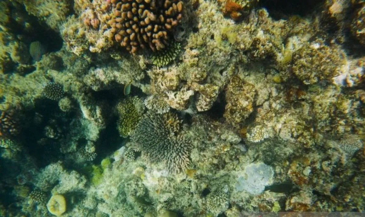 Great Barrier Reef di Queensland, Australia,