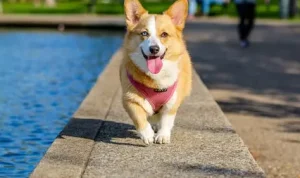 Bahaya Luka Gigitan Anjing dan Cara Penanganannya dengan Tepat
