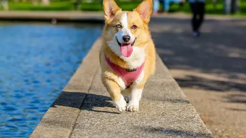 Bahaya Luka Gigitan Anjing dan Cara Penanganannya dengan Tepat
