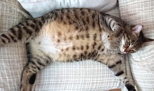 Bingung Kucing Hamil atau Gendut? Ini Perbedaannya!