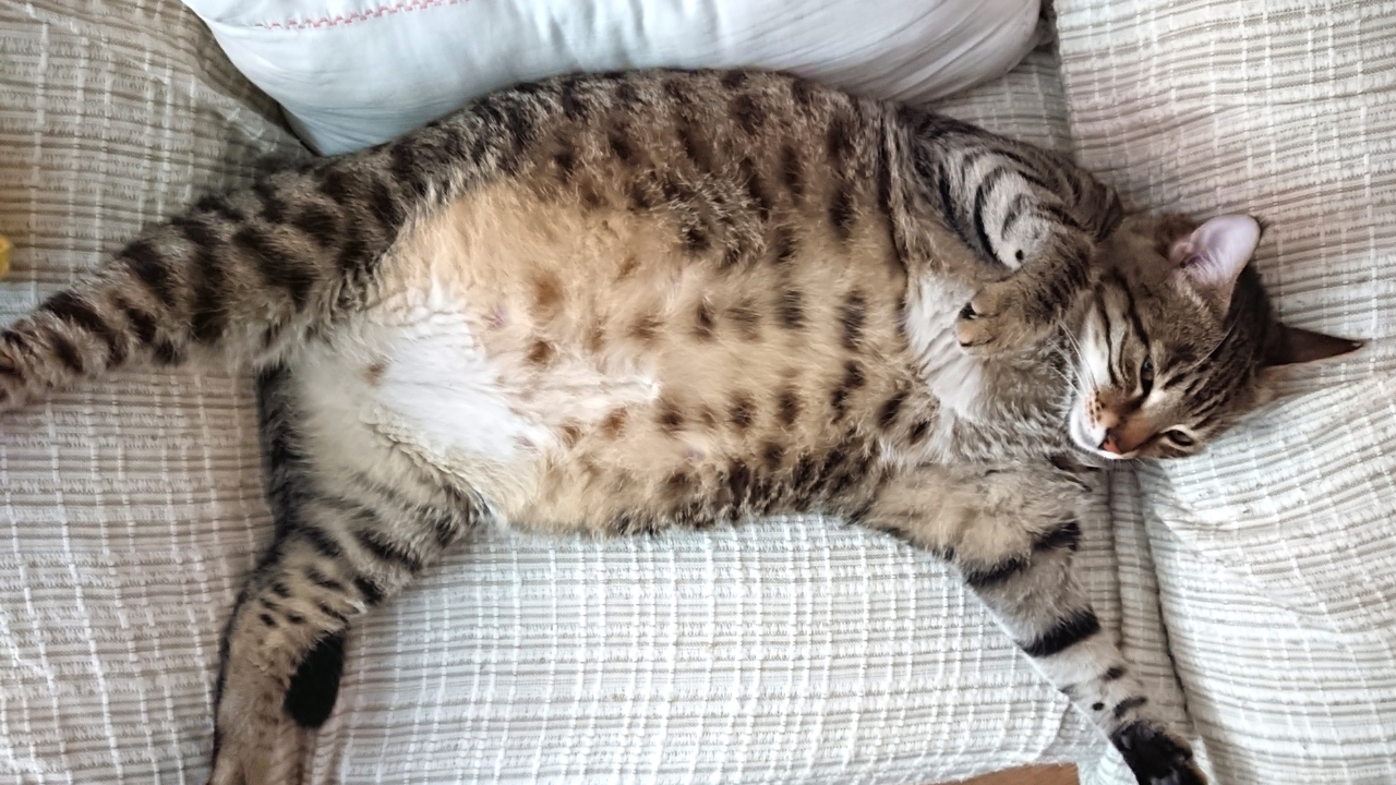 Bingung Kucing Hamil atau Gendut? Ini Perbedaannya!