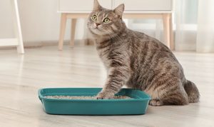 Cara Membersihkan Kotak Kotoran Kucing yang Benar agar Kucing Tetap Sehat