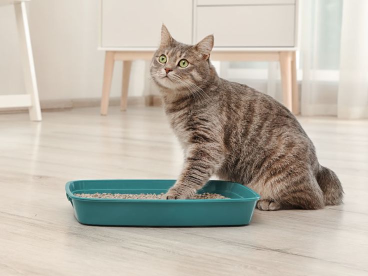 Cara Membersihkan Kotak Kotoran Kucing yang Benar agar Kucing Tetap Sehat