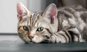 Ciri-Ciri Kucing Stres dan Cara Mengatasinya