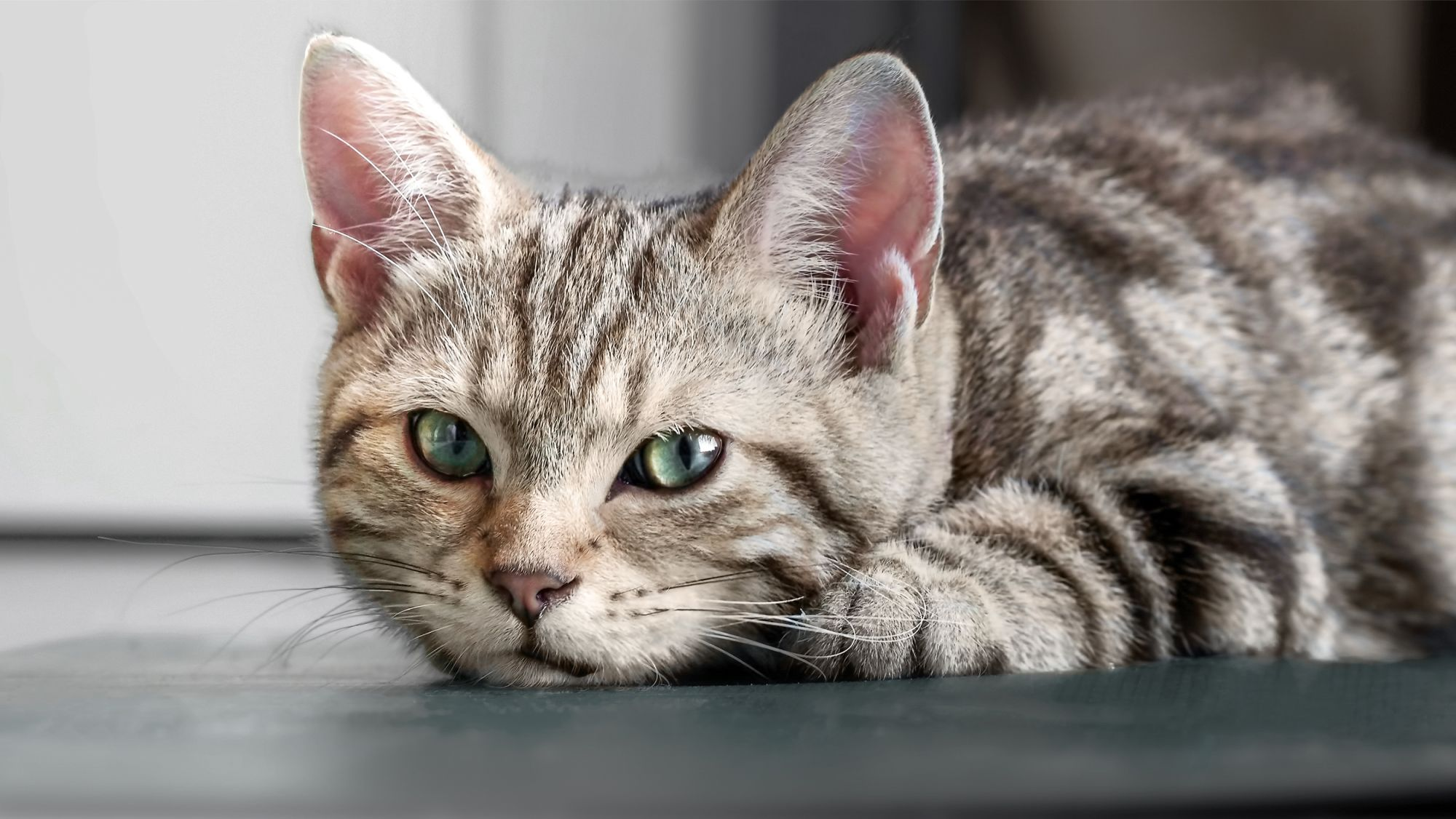 Ciri-Ciri Kucing Stres dan Cara Mengatasinya
