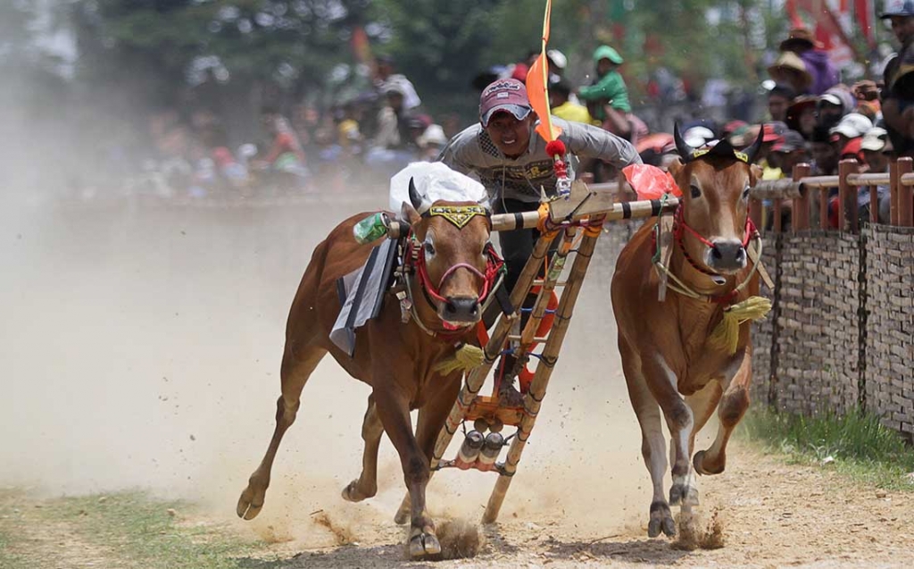 Dari Ngaben hingga Karapan Sapi, Inilah 10 Tradisi Unik di Indonesia