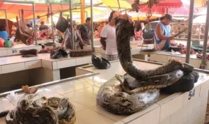 Deretan Pasar Ekstrem di Dunia, Ada yang Jual Daging Hewan Liar!