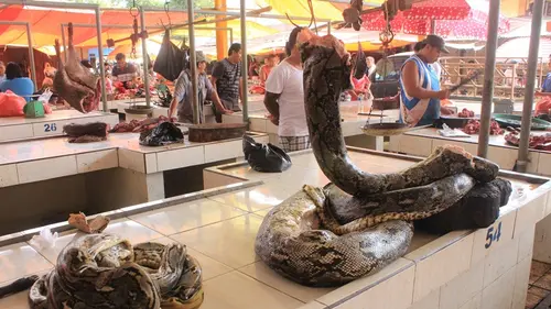 Deretan Pasar Ekstrem di Dunia, Ada yang Jual Daging Hewan Liar!