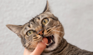 Gejala Rabies pada Kucing, Kenali Ciri dan Cara Mencegahnya!