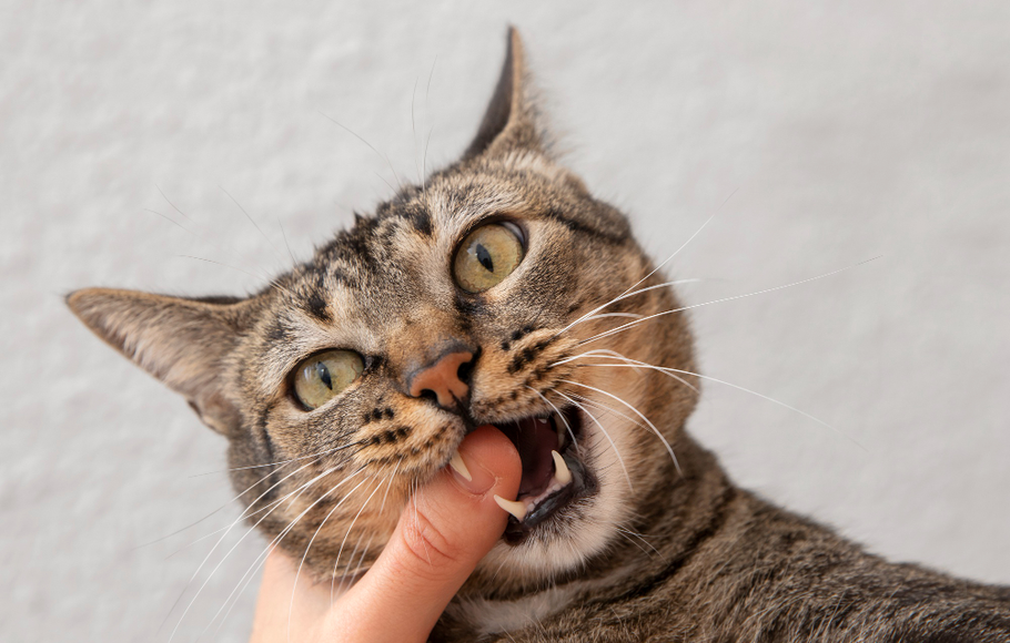 Gejala Rabies pada Kucing, Kenali Ciri dan Cara Mencegahnya!