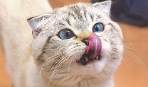 Hindari Makanan Berbahaya untuk Kucing Kesayangan