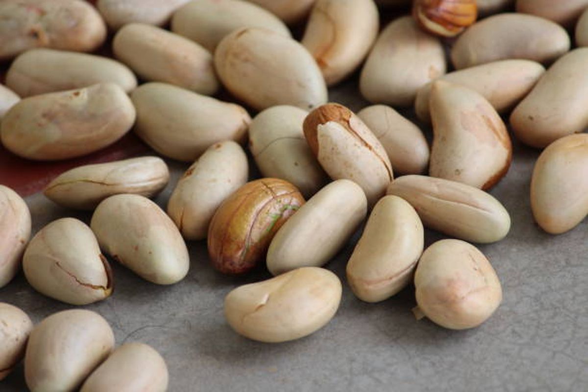 Manfaat Biji Nangka untuk Kesehatan, Bisa Menurunkan Kolesterol hingga Mencegah Kanker