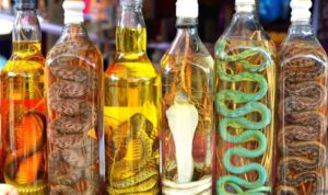 Minuman Unik di Dunia, Dari Anggur Ular hingga Susu Kecoak