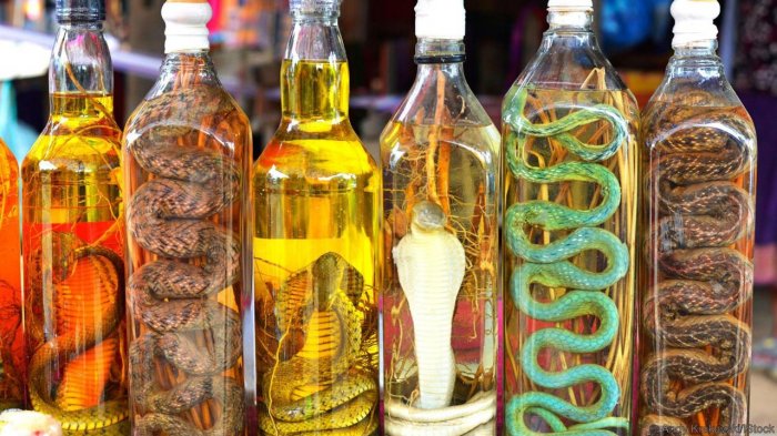 Minuman Unik di Dunia, Dari Anggur Ular hingga Susu Kecoak