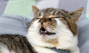 Penyebab Kucing Batuk dan Cara Mengatasinya