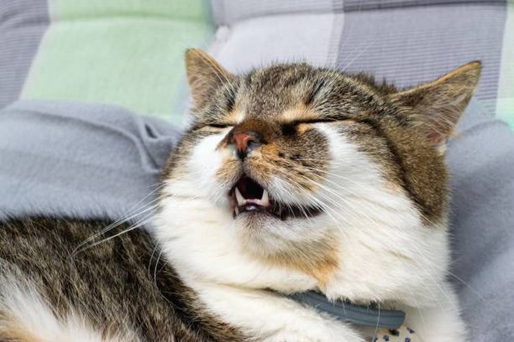 Penyebab Kucing Batuk dan Cara Mengatasinya