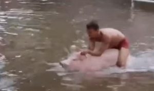Pria Menunggangi Babi Menerobos Banjir Viral di Media Sosial