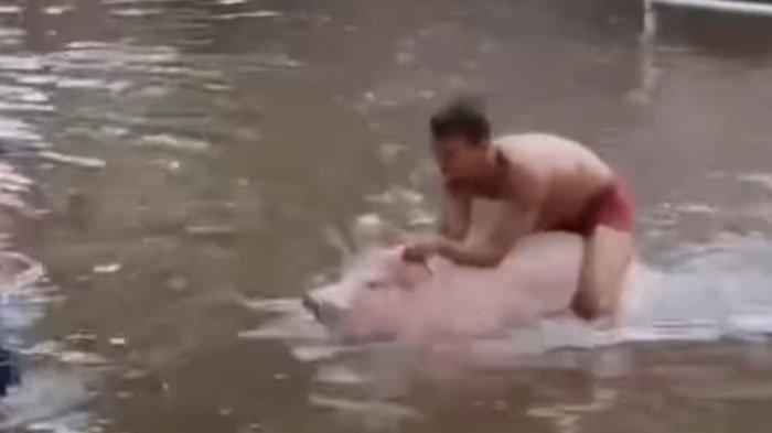 Pria Menunggangi Babi Menerobos Banjir Viral di Media Sosial