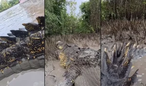 Viral Video Perlihatkan Buaya Raksasa Mirip Godzilla