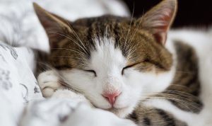Waspada Pneumonia pada Kucing, Penyebab dan Gejalanya yang Perlu Diketahui