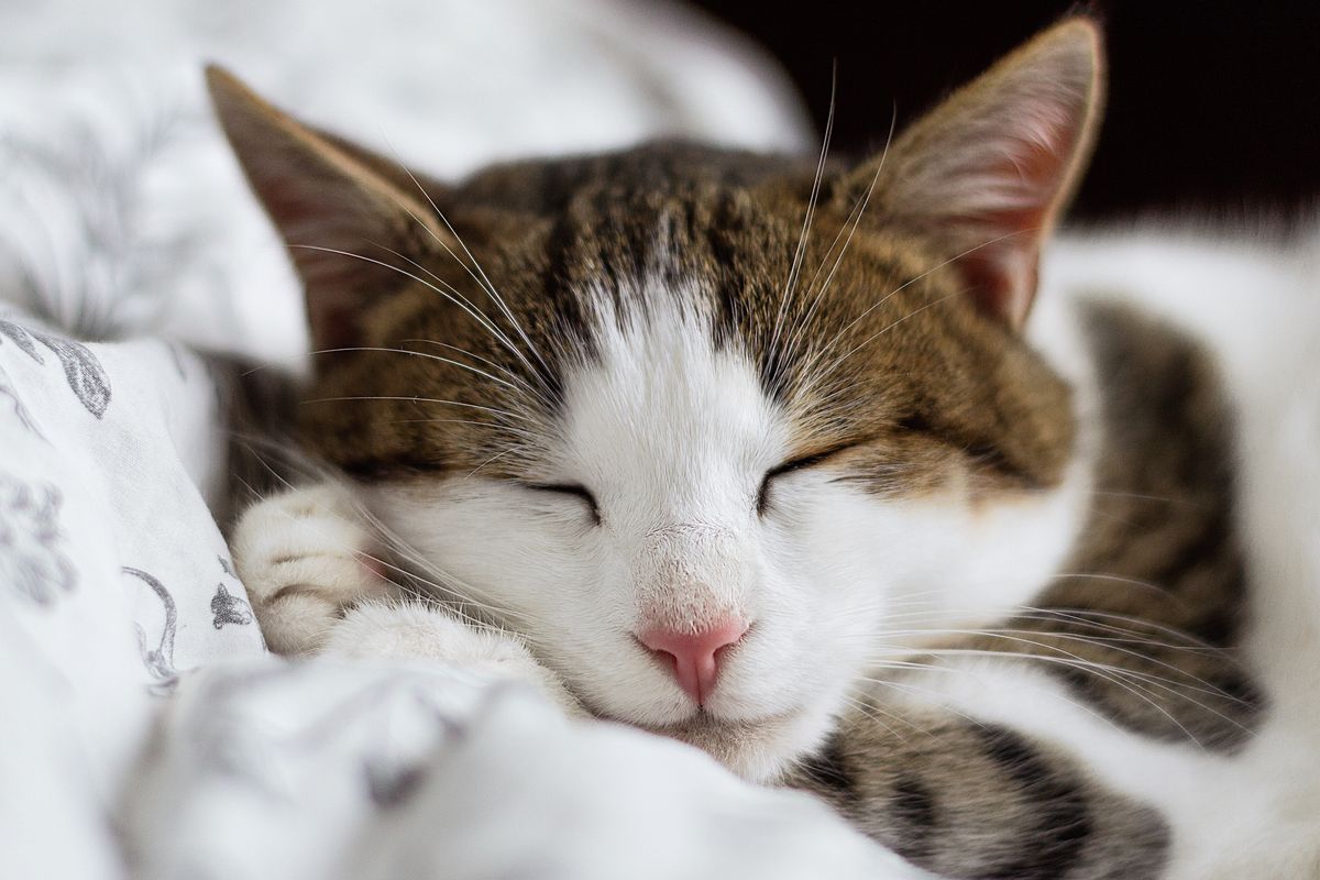 Waspada Pneumonia pada Kucing, Penyebab dan Gejalanya yang Perlu Diketahui