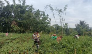 Bhabinkamtibmas mengecek kebun cabai.(Istimewa)