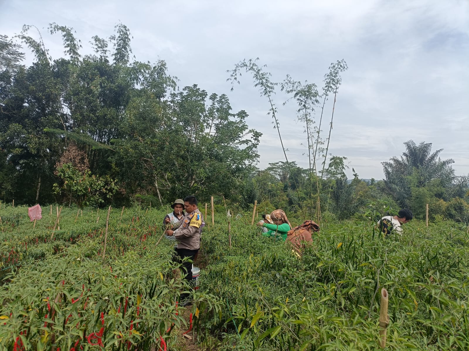Bhabinkamtibmas mengecek kebun cabai.(Istimewa)