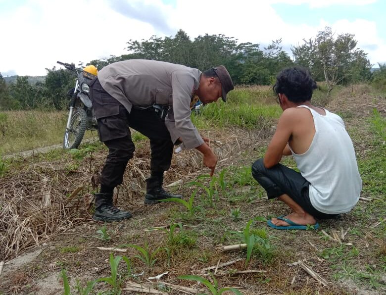 Personil Polres Pakpak Bharat pantau tanaman.(Istimewa)