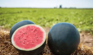 Deretan Buah Termahal di Dunia, Harganya Bisa Beli Mobil Mewah!