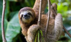 Hati-hati! 5 Hewan Imut Ini Ternyata Beracun dan Bisa Mematikan