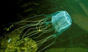 10 Hewan Laut Paling Mematikan di Dunia