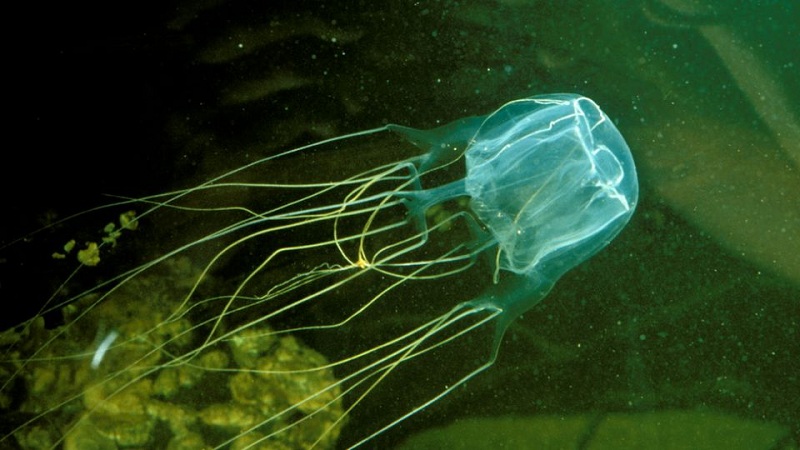 10 Hewan Laut Paling Mematikan di Dunia