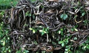 10 Tempat Terlarang di Dunia yang Tidak Boleh Dikunjungi
