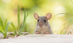 Ilustrasi tikus