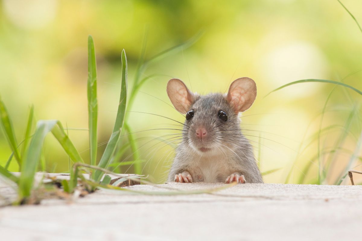 Ilustrasi tikus