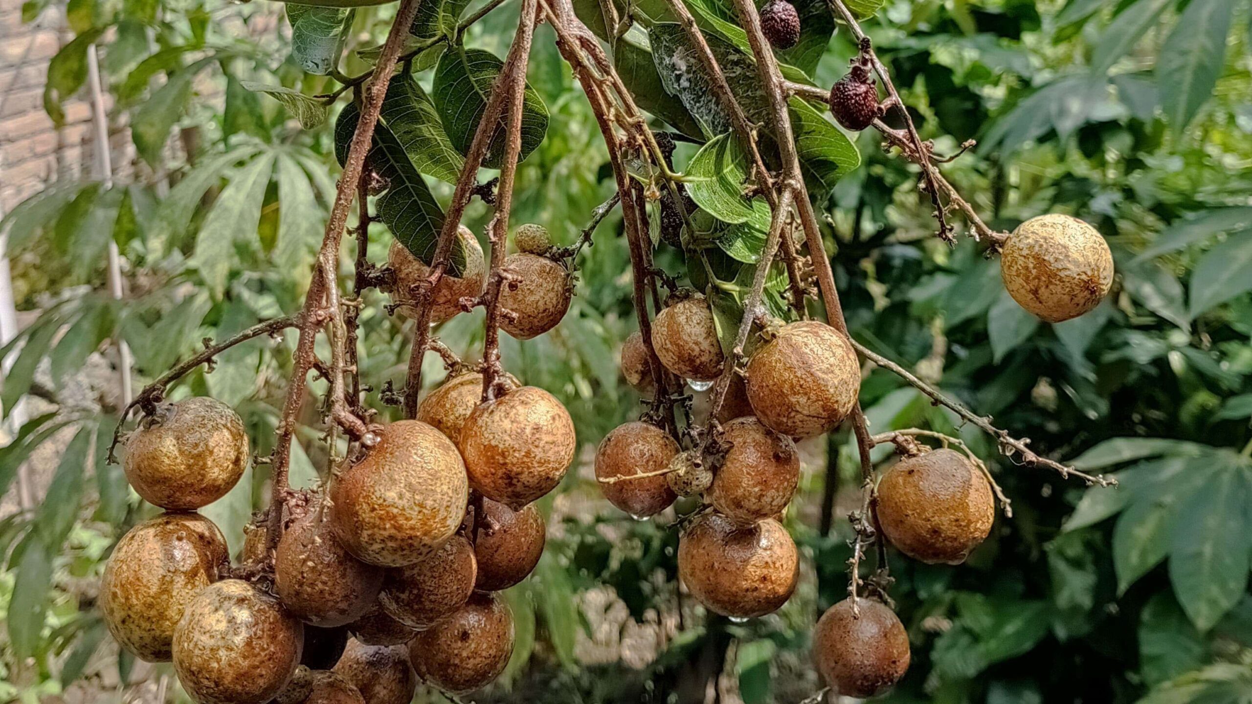 Manfaat Klengkeng untuk Wajah
