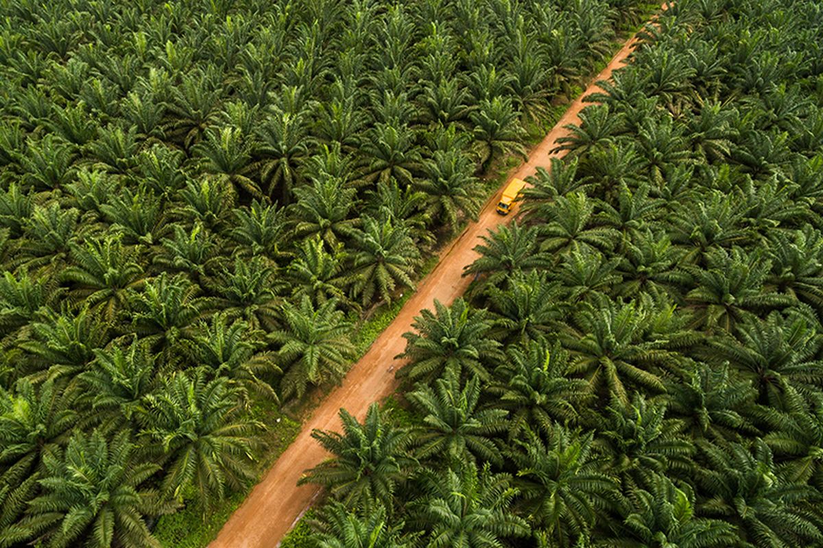 Ilustrasi kebun kelapa sawit terbesar di Indonesia.