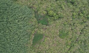 Foto udara yang menunjukkan ladang ganja di kawasan Taman Nasional Bromo Tengger (TNBTS)