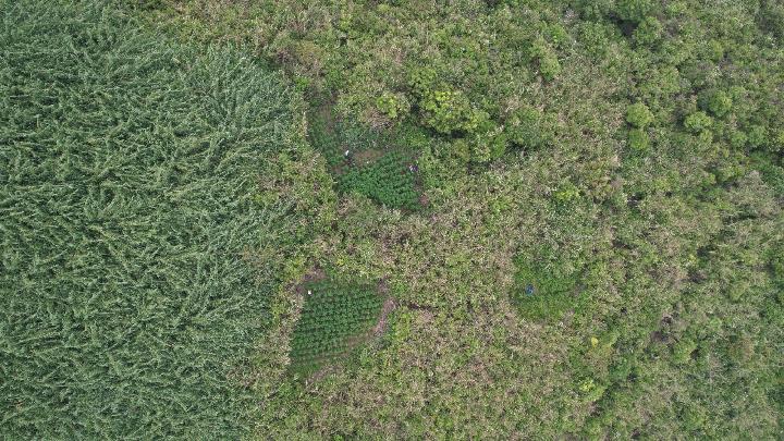Foto udara yang menunjukkan ladang ganja di kawasan Taman Nasional Bromo Tengger (TNBTS)