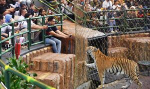 7 Kebun Binatang Tertua di Indonesia yang Masih Beroperasi Hingga Kini