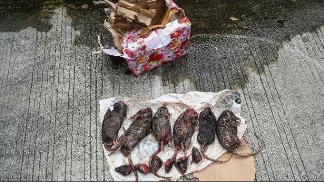 Kapolri Instruksikan Bareskrim Usut Teror Kepala Babi dan Bangkai Tikus di Kantor Tempo