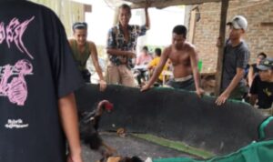 Sabung ayam di kawasan Jalan Serbaguna, Gang Merbau Ujung, Dusun IV, Desa Helvetia, Kecamatan Labuhan Deli, Kabupaten Deli Serdang.(Istimewa).